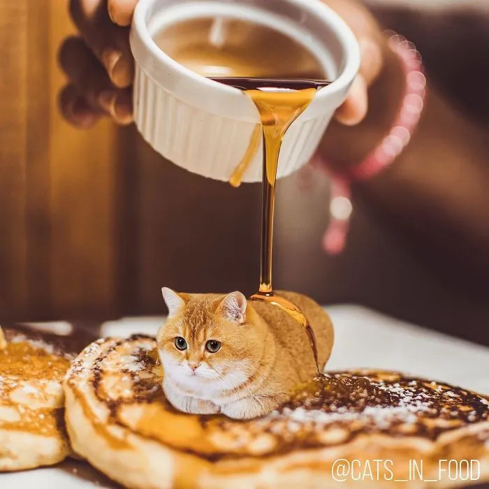 Cats In Food Photoshop