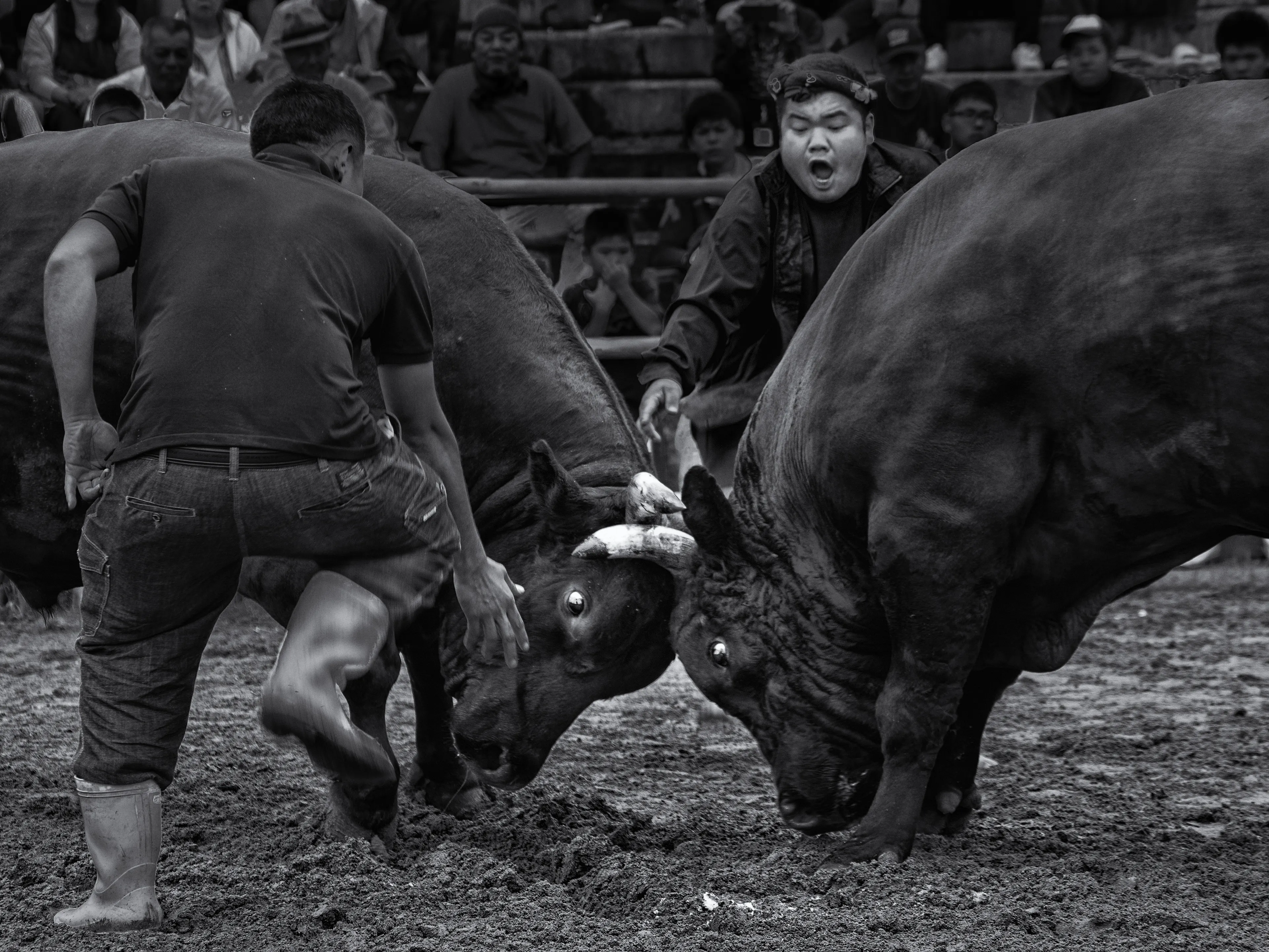 Bullfighting