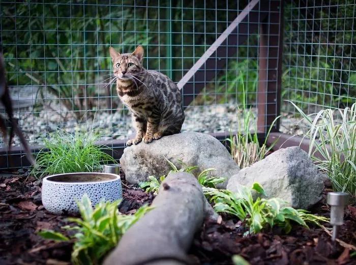 Cat Patios, Known As Catios, Are The Latest Way To Spoil Your Beloved Kitty (30 Pics)