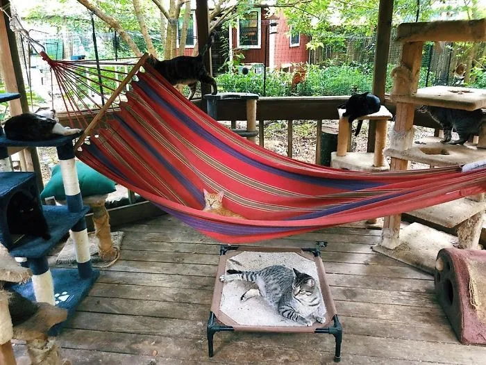 Cat Patios, Known As Catios, Are The Latest Way To Spoil Your Beloved Kitty (30 Pics)