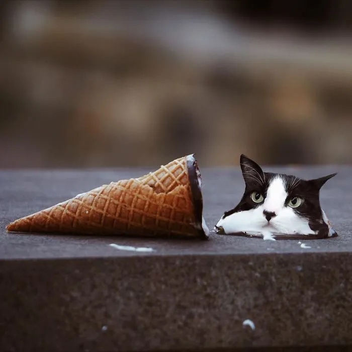Cats In Food Photoshop