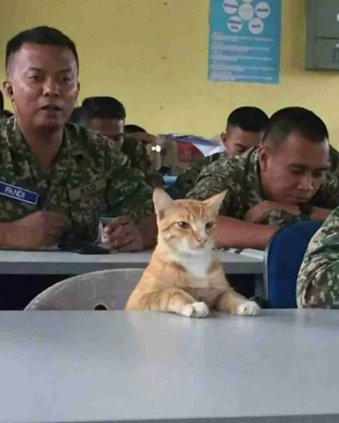 Coronel Mittens a su servicio