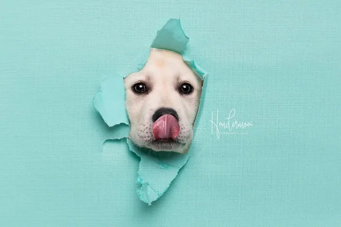 I Took Pictures Of Dogs Posing Through Torn Paper In My Studio (10 Pics)