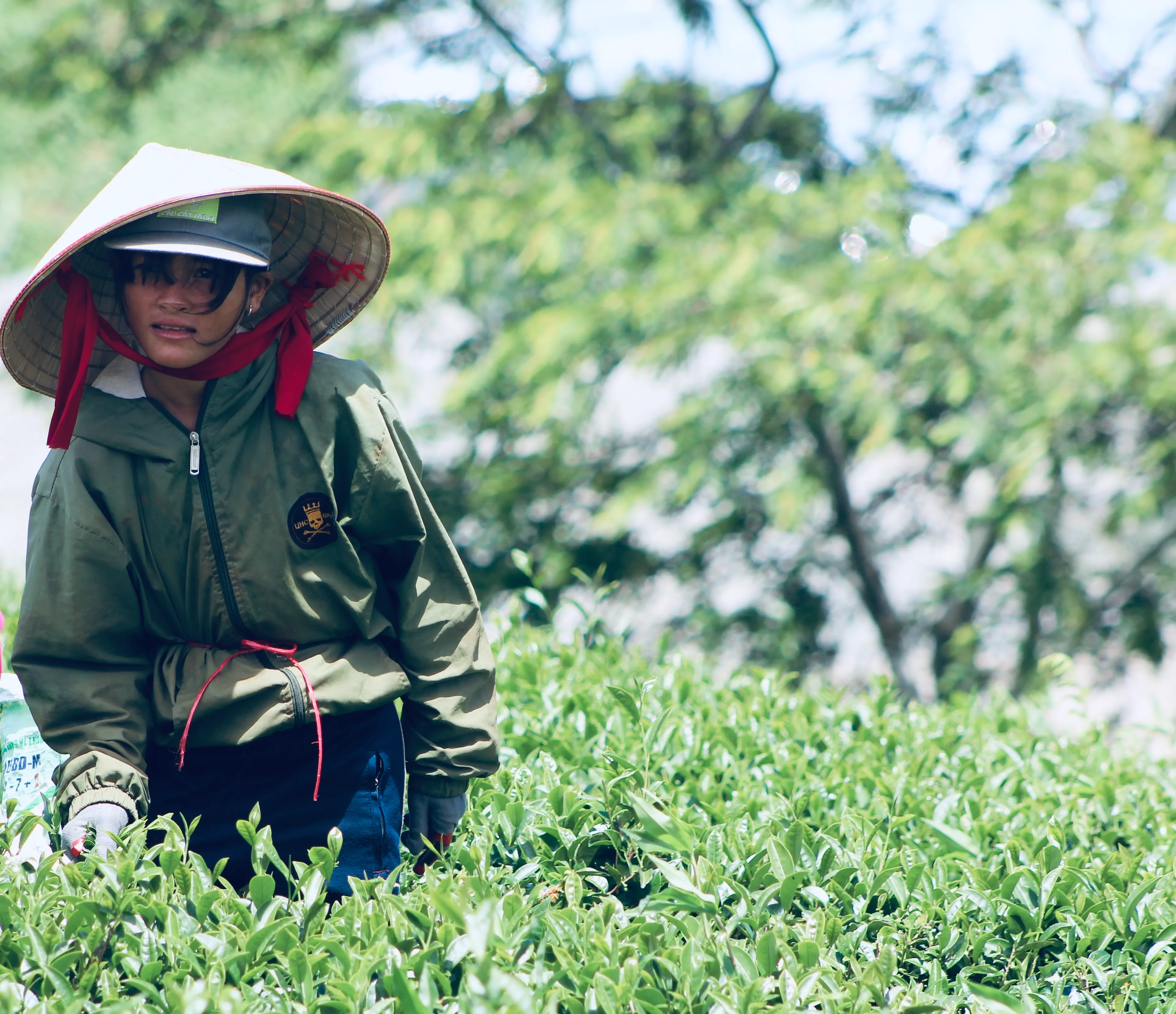 Girl Works In Tea Plantations