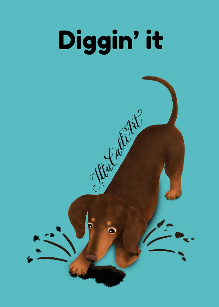 Dachshund