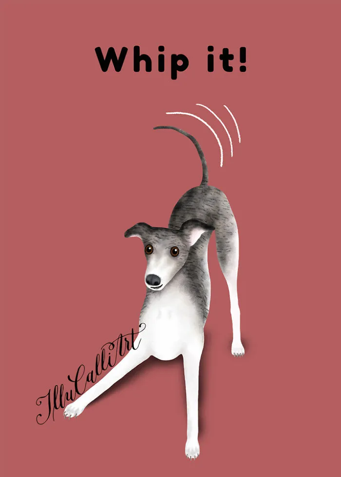 Whippet