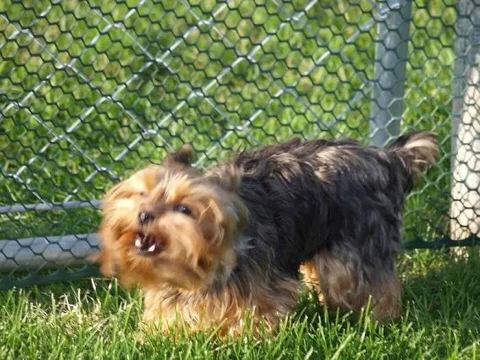 Why Did I Want A 3 Lb Yorkie?  Pure Evil!  (Lol, Not Really)