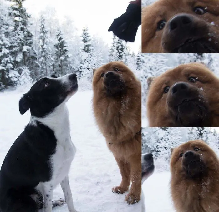 My Boy(Hannibal The Eurasier) Is Jealous Of His Uncle (Carlos The Border Collie Mix) Getting A Treat From Hannibal's Dad