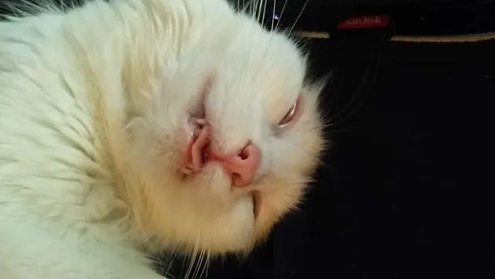 Four Year Old Percy's Napping Face.