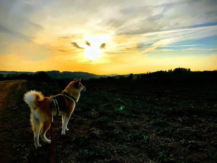 Hiking With An Akita Inu