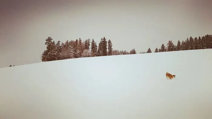 Hiking With An Akita Inu