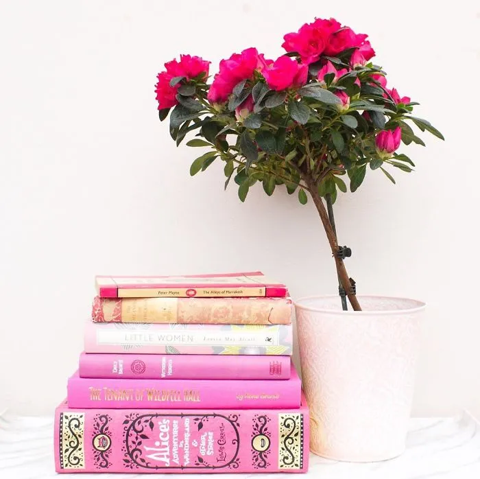 I Take Beautiful Photos Of My Book Collection To Spread Some Joy And Color