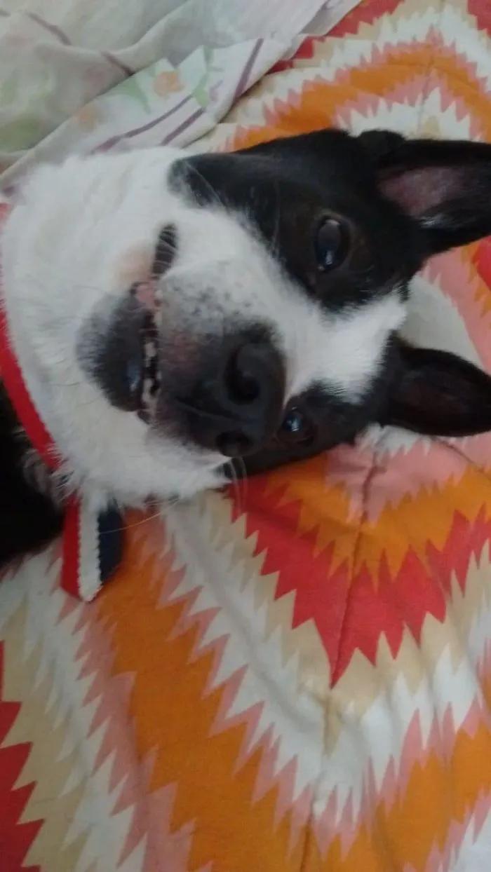 My Crazy Dog. Her Name Is Panda
