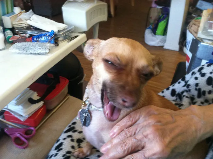 Ninja Dawg