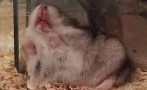 Hey Pandas, Share The Most Unflattering Pics Of Your Pets!