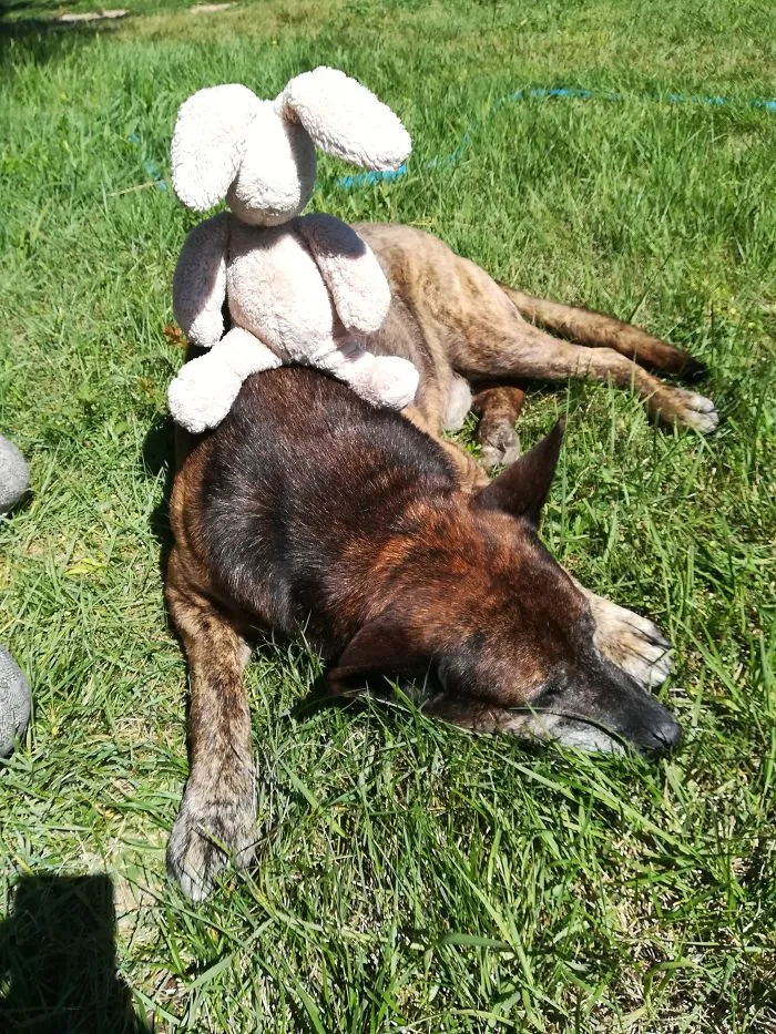 Woody, The Eternally Sleepy Doggo