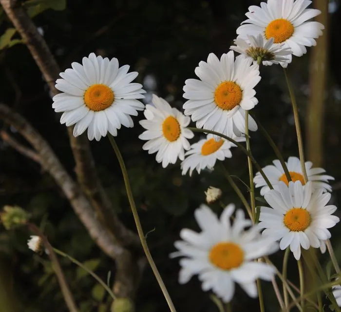 Sharing Beautiful Macro Flowers