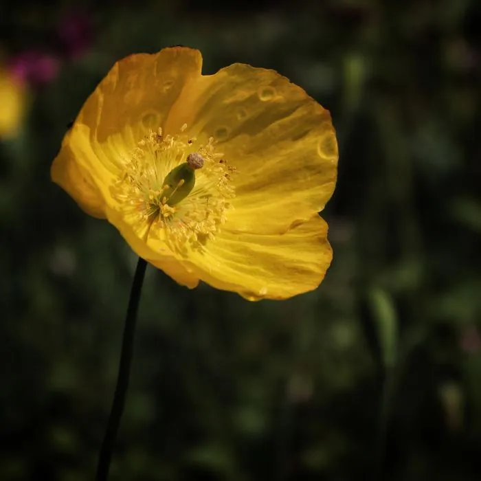 Sharing Beautiful Macro Flowers