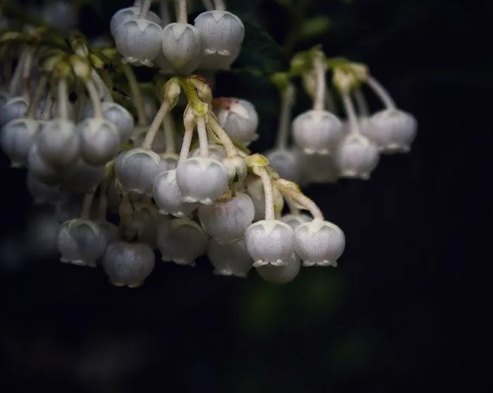 Sharing Beautiful Macro Flowers