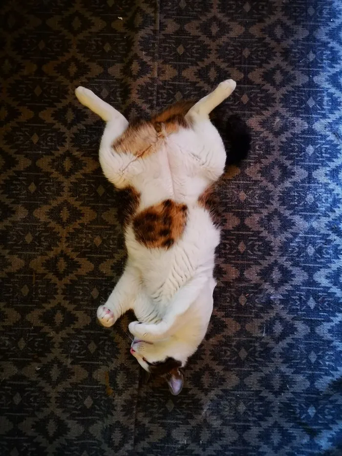 Summertime Nap. In The Middle Of The Room.
