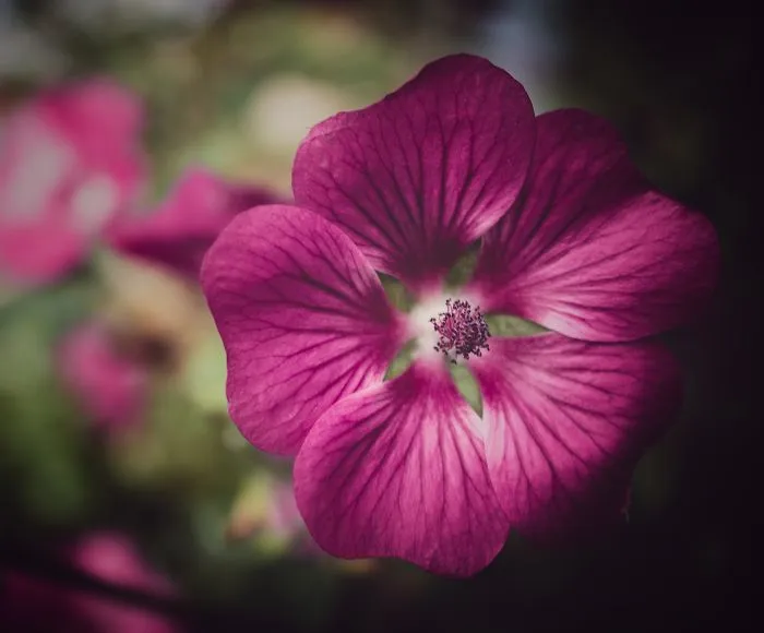 Sharing Beautiful Macro Flowers