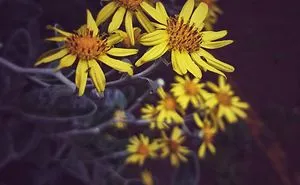 Sharing Beautiful Macro Flowers