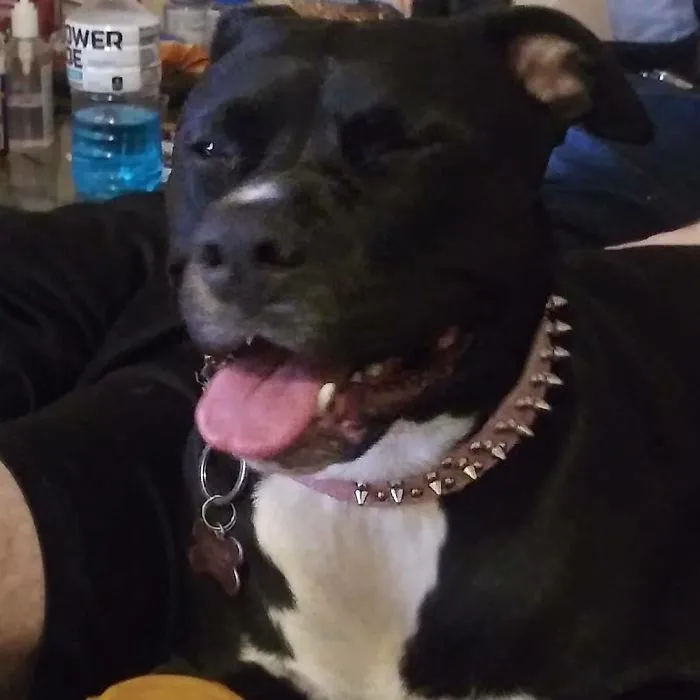 She Is The Funniest Dog Ive Ever Seen.