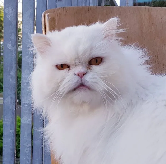 @gramps.the.cat