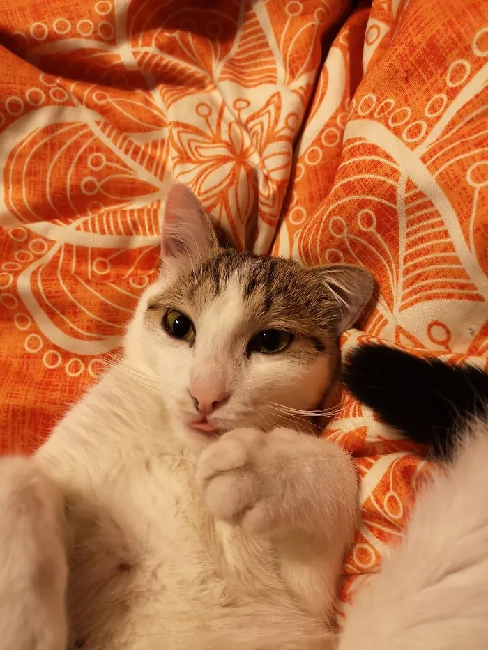 Sancti Chilling In Bed.