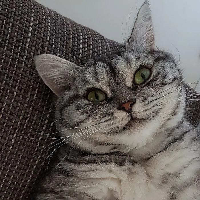 Trying To Look Cute For Treats...