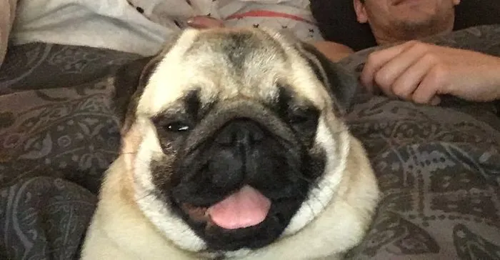 Worst Pic Of Odile The  Pug