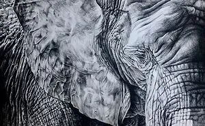 30 Hours Later, 
this Is My New Elephant Drawing :-)