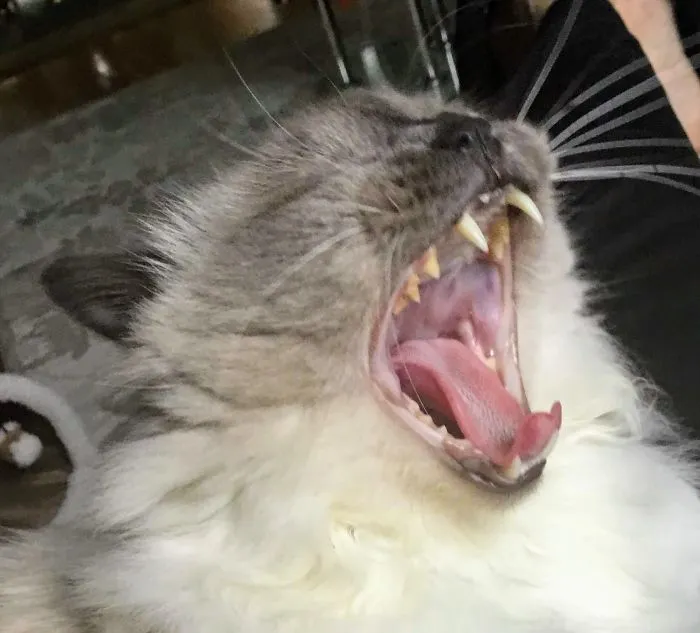 Mr. Fang !