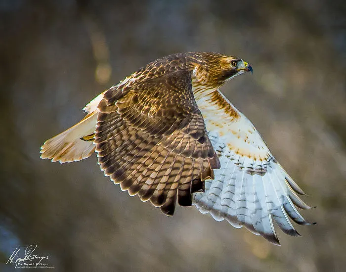Red-Tailed Hawk In Flight