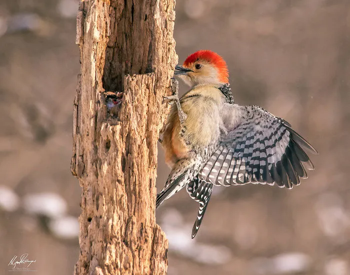 Red-Bellied Woodpecker