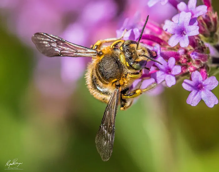 Honey Bee