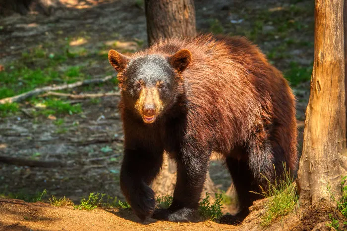 Black Bear