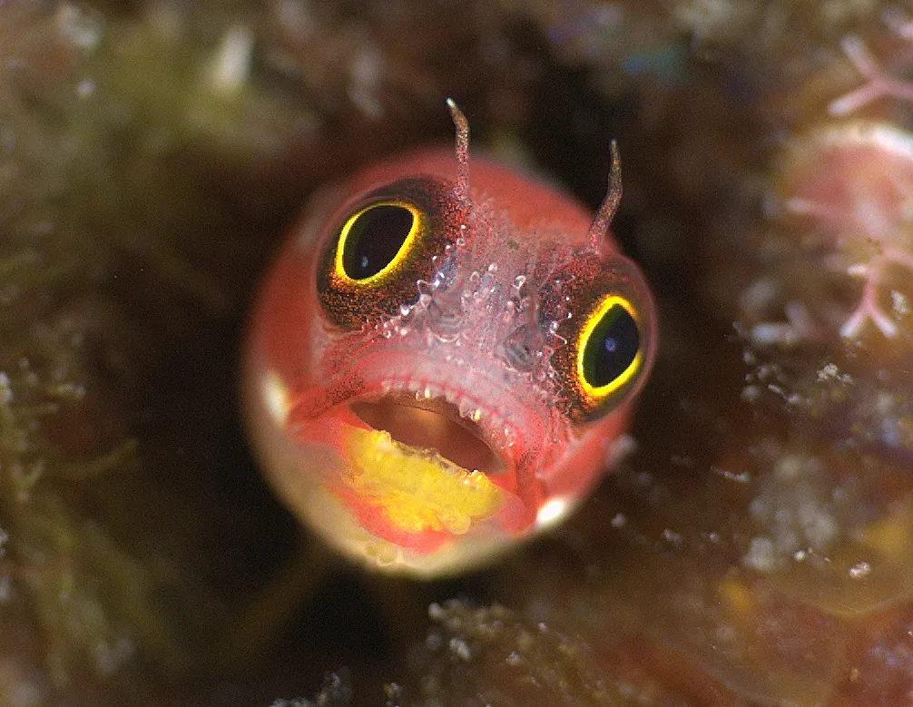 The Biodiversity Of Our Planet Is Amazing.