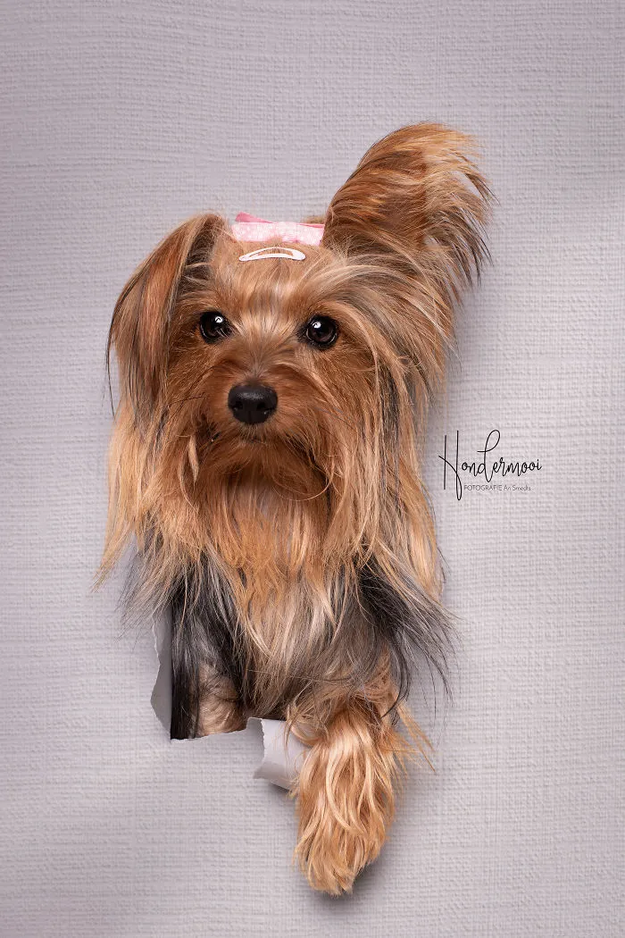 I Took Pictures Of Dogs Posing Through Torn Paper In My Studio (10 Pics)