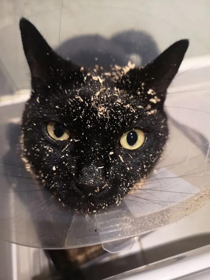 Couldn't Quite Work The Litter Tray With Her Cone...