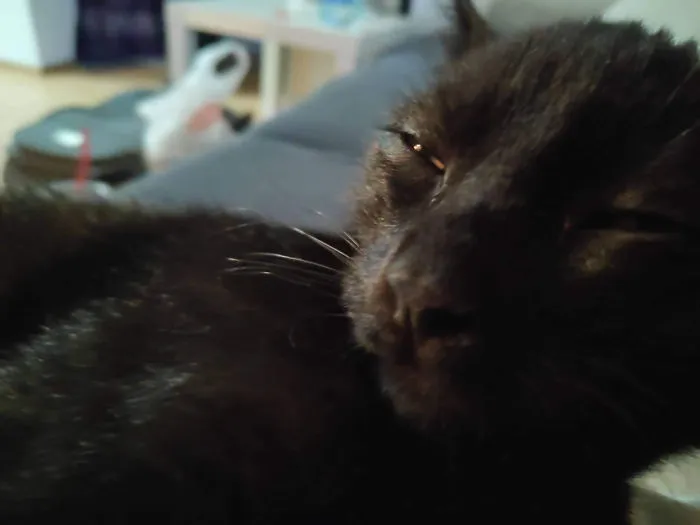 Usually Quite Cute Tomcat