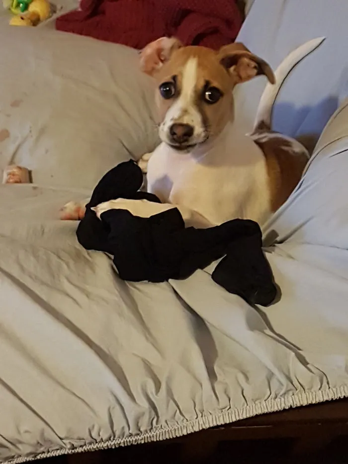 Néo, When She Was A Pup