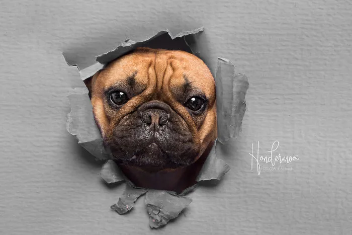 I Took Pictures Of Dogs Posing Through Torn Paper In My Studio (10 Pics)
