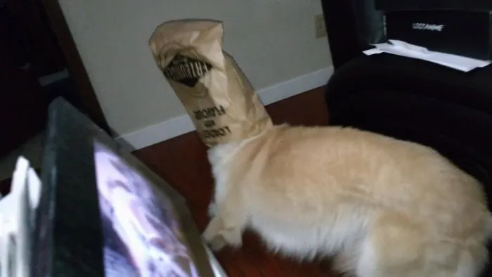 She Saw The Empty Bag, She Smelled The Sweet Sweet Ghost Of Burger Fumes - She Took Her Chance!  Not Be Able To See Was Not Going To Stop Her From Tromping 'Round The Living Room Whilst Attempting To Lick Fried Oil From The Bottom Of The Bag!  Who Do You Think She Is?  She... Is...machi, And She Is Loaded With Flavor.
