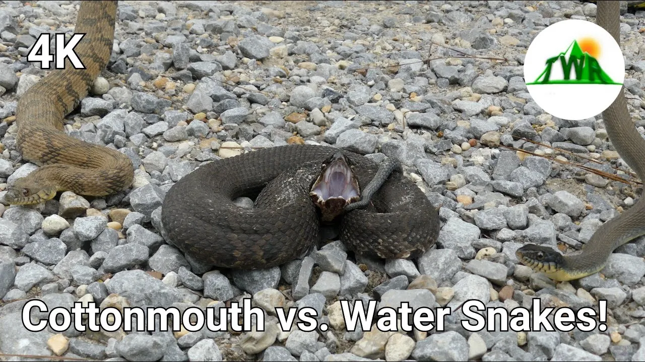 Just Finished Up A Short Nature Documentary About How To Identify The Venomous Cottonmouth Snake!