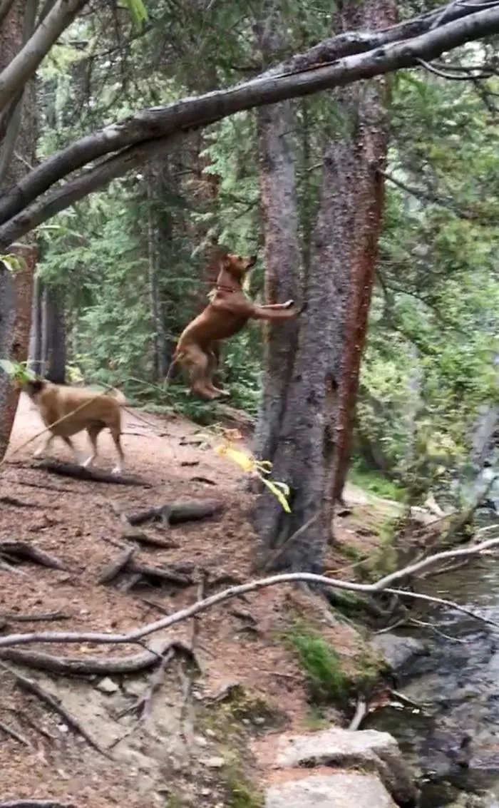 Squirrel!!!