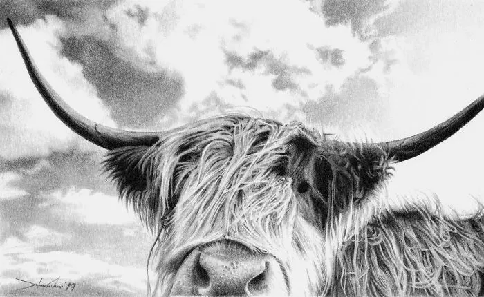 Highland Cow