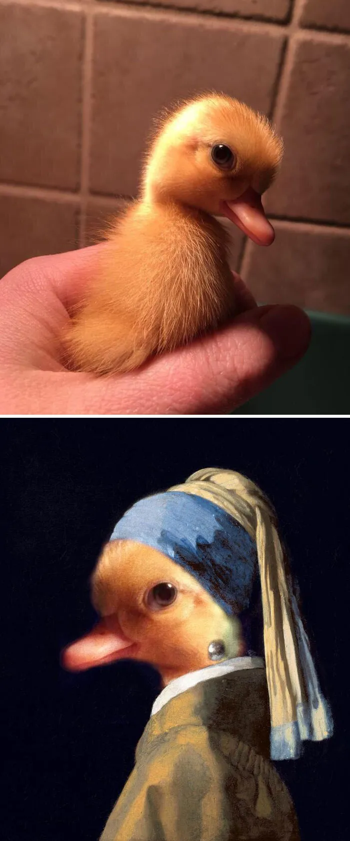 This Cunning Duckling
