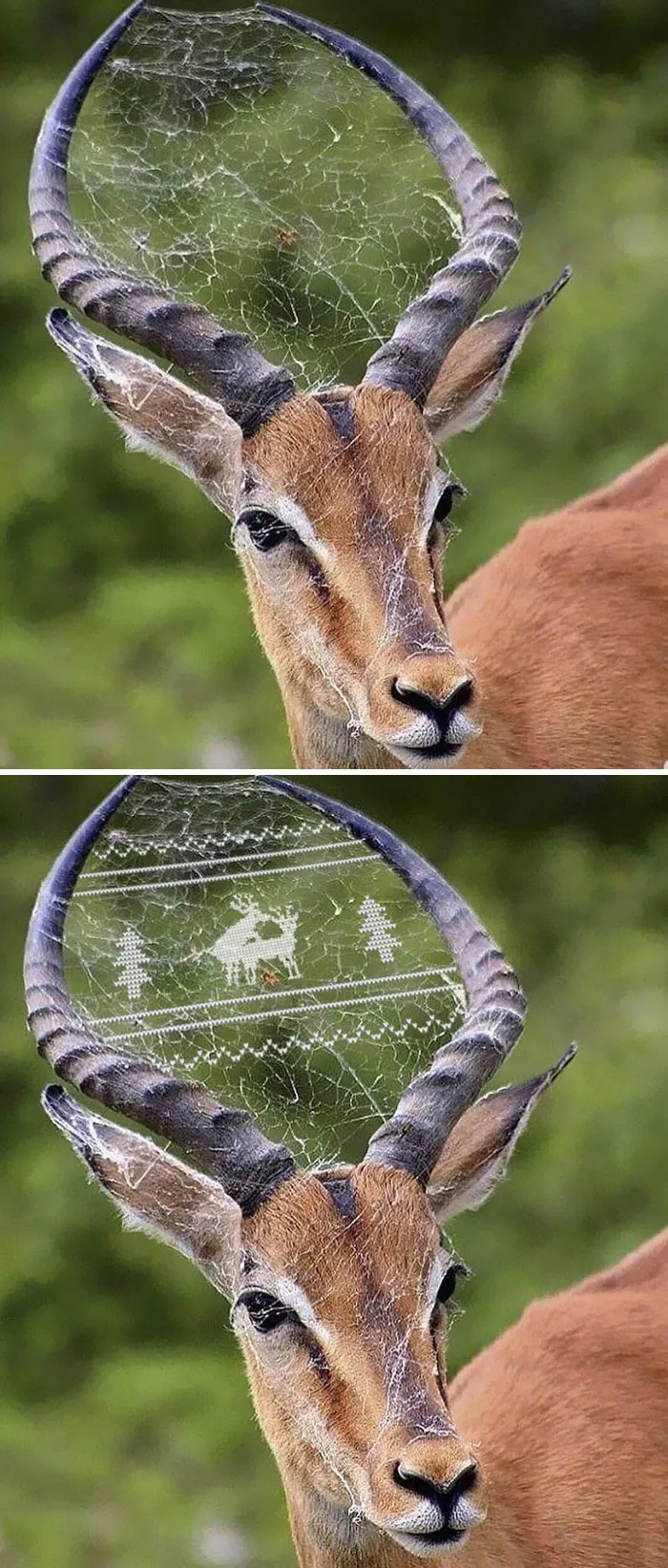 This Impala With A Spider Between Its Antler