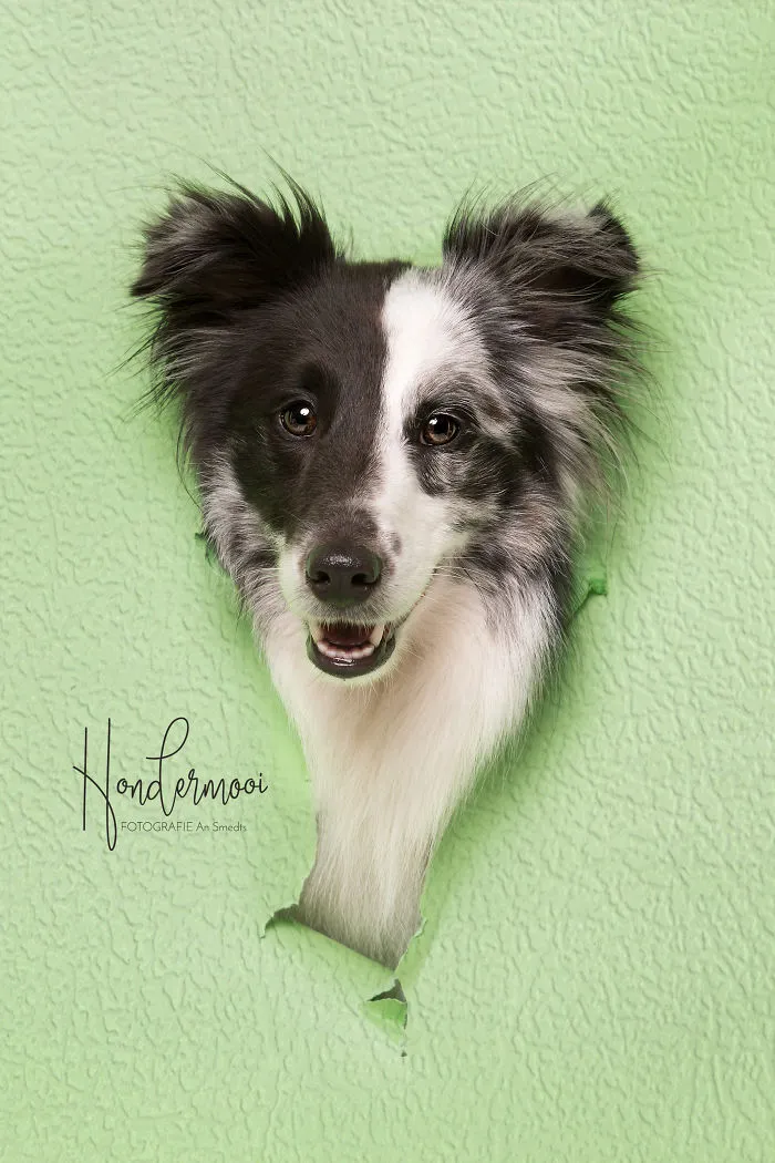 I Took Pictures Of Dogs Posing Through Torn Paper In My Studio (10 Pics)